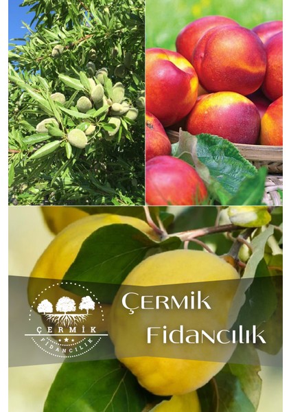3 Çeşit Karışık Meyve Fidanı Nektarin , Badem ve Ayva