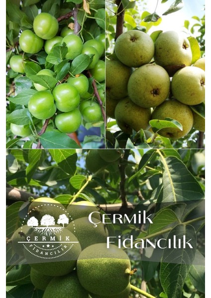 3 Çeşit Karışık Meyve Fidanı Ceviz , Erik ve Armut
