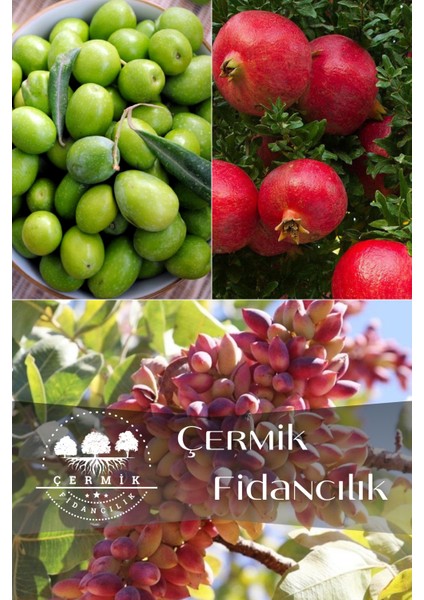 3 Çeşit Karışık Meyve Fidanı Zeytin, Antep Fıstığı ve Nar