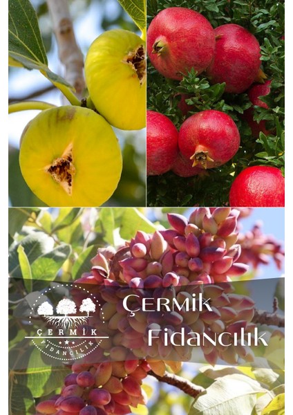 3 Çeşit Karışık Meyve Fidanı Incir, Antep Fıstığı ve Nar