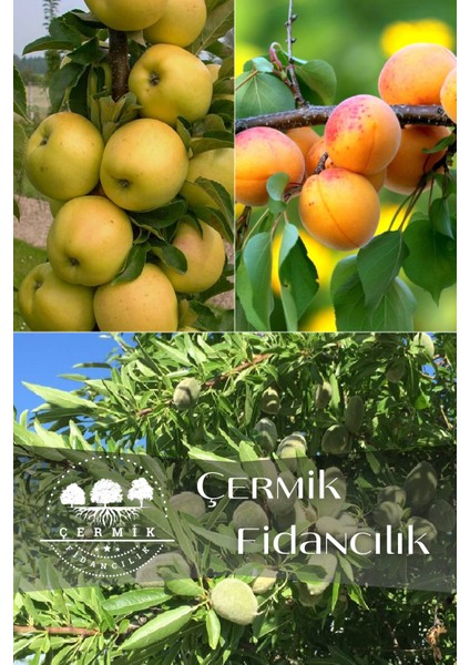3 Çeşit Karışık Meyve Fidanı Elma , Kayısı ve Badem