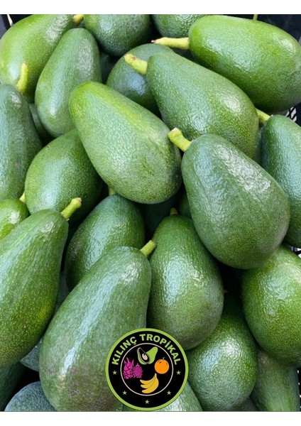 TAZE HASAT 1 KG AVOKADO