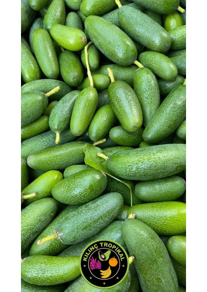 Bebek Avokado 1 kg