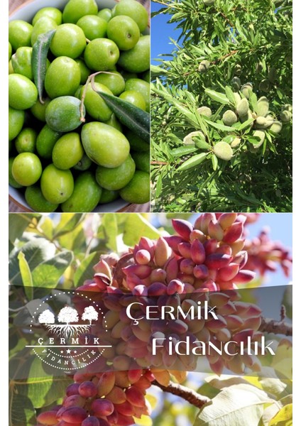 3 Çeşit Karışık Meyve Fidanı Zeytin, Badem ve Antep Fıstığı