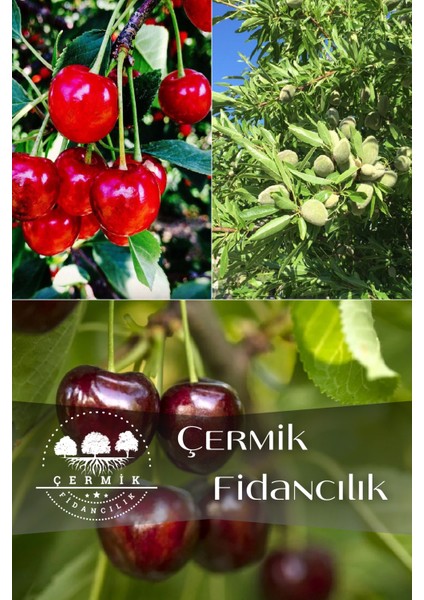 3 Çeşit Karışık Meyve Fidanı - Vişne - Badem ve Napolyon Kiraz