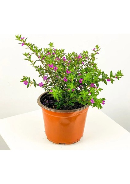 Thebestonline Kufeya Çiçeği, Saksıda