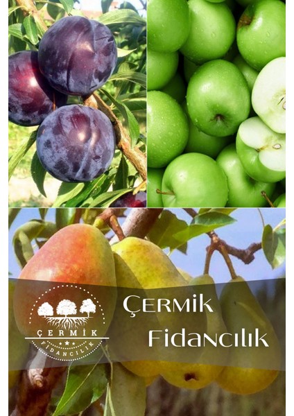 3 Çeşit Karışık Meyve Fidanı Kara Dut , Yeşil Elma ve Armut