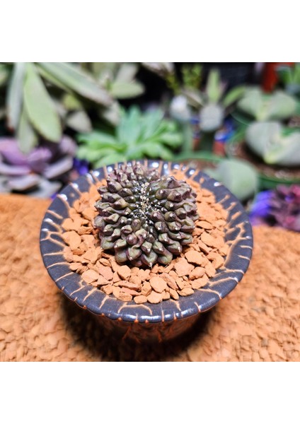 Inermis Cristata Kaktüs 4 cm Nadir Özel Tür