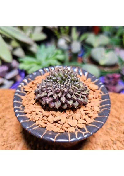 Inermis Cristata Kaktüs 4 cm Nadir Özel Tür