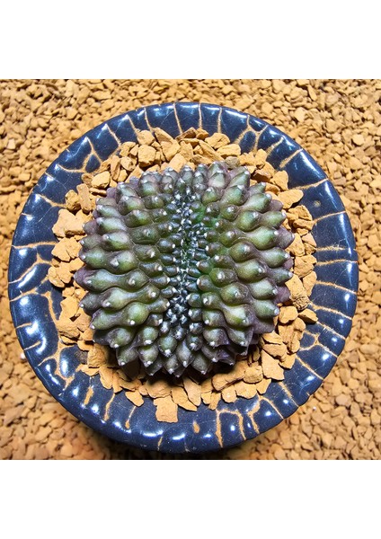Inermis Cristata Kaktüs 4,5 cm Nadir Özel Tür