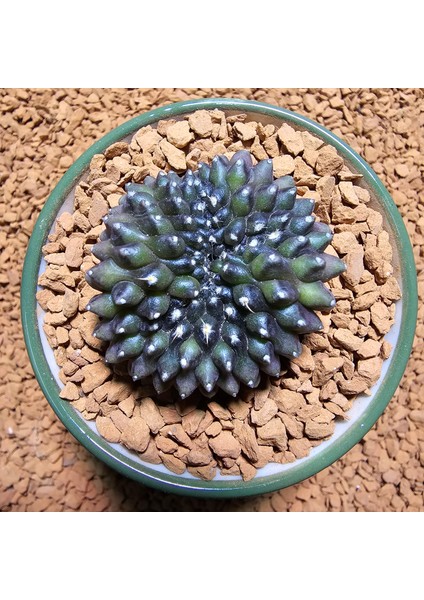 Inermis Cristata Kaktüs 4 cm Nadir Özel Tür