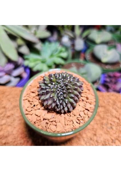 Inermis Cristata Kaktüs 4 cm Nadir Özel Tür