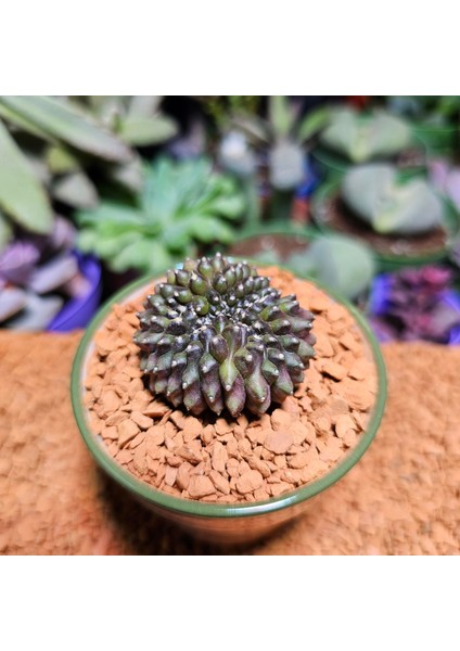 Inermis Cristata Kaktüs 4 cm Nadir Özel Tür