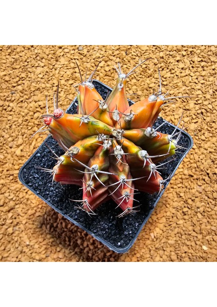 Gymnocalycium 6 cm Özel Tür Kaktüs