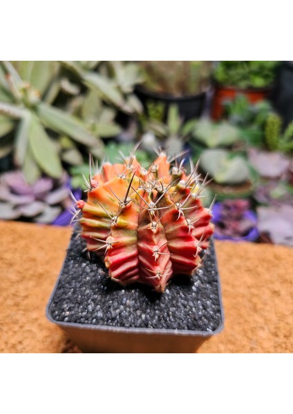 Gymnocalycium 6 cm Özel Tür Kaktüs