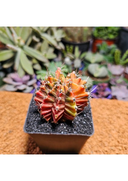 Gymnocalycium 6 cm Özel Tür Kaktüs