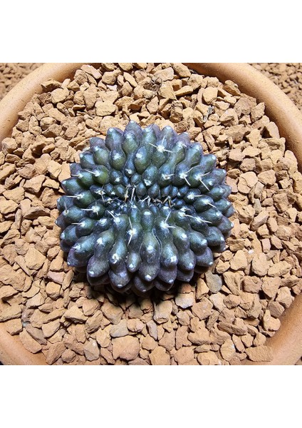 Inermis Cristata Kaktüs 4 cm Nadir Özel Tür
