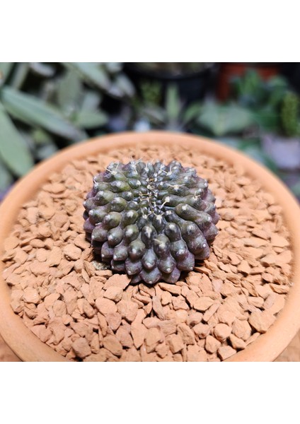 Inermis Cristata Kaktüs 4 cm Nadir Özel Tür