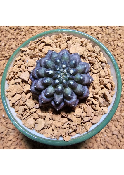 Inermis Cristata Kaktüs 3 cm Nadir Özel Tür