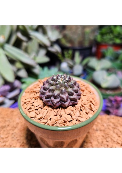 Inermis Cristata Kaktüs 3 cm Nadir Özel Tür