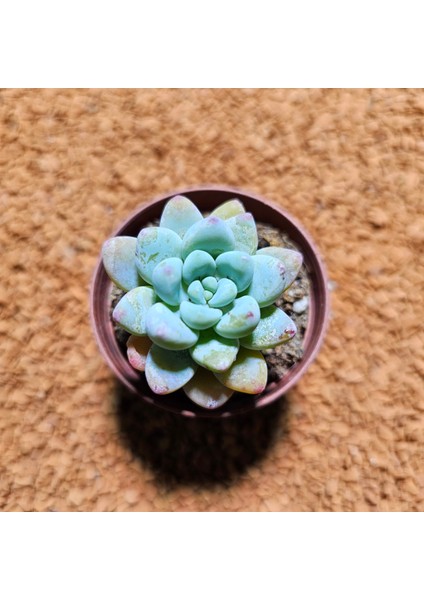 Crassula Pachyveria 5,5'lik Saksıda