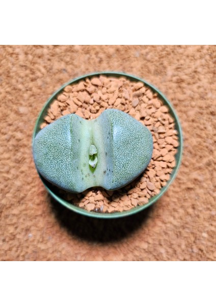 Pleiospilos Neli 8,5'lik Saksıda