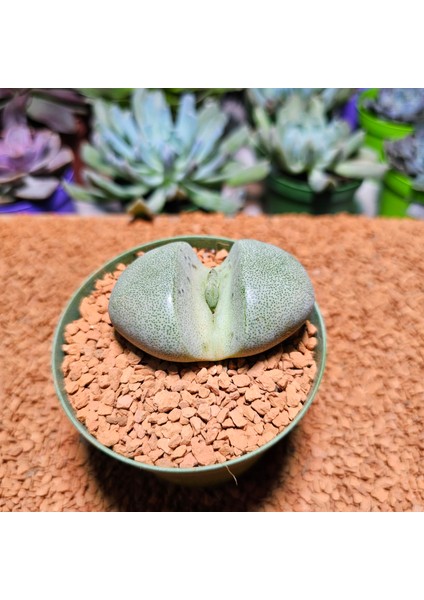 Pleiospilos Neli 8,5'lik Saksıda