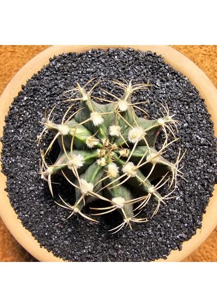 Gymnocalycium 6 cm Özel Tür Kaktüs