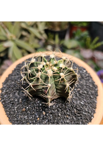 Gymnocalycium 6 cm Özel Tür Kaktüs