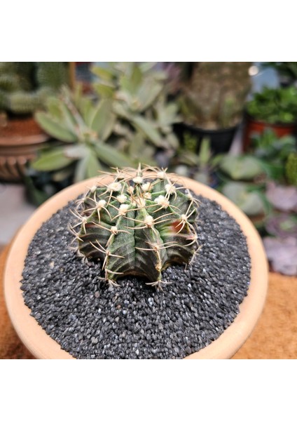 Gymnocalycium 6 cm Özel Tür Kaktüs
