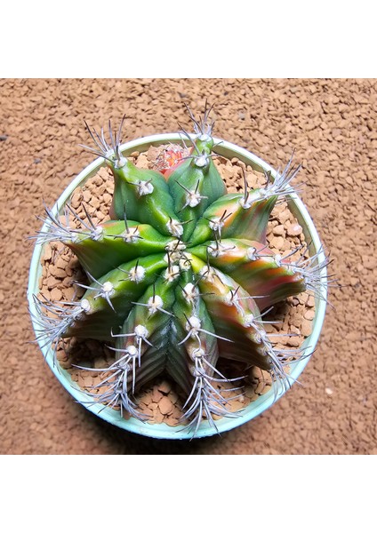 Gymnocalycium 8 cm Çap 7 Boy Özel Tür Kaktüs