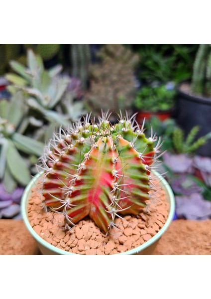 Gymnocalycium 8 cm Çap 7 Boy Özel Tür Kaktüs