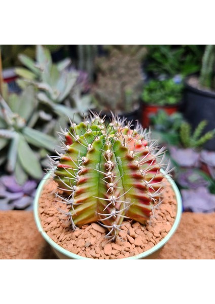 Gymnocalycium 8 cm Çap 7 Boy Özel Tür Kaktüs