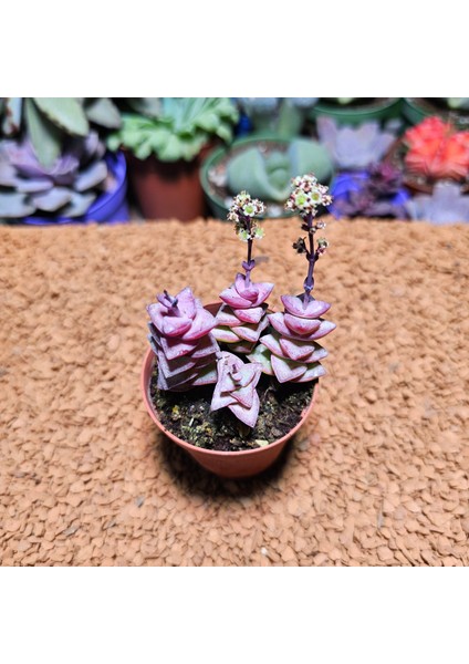 Crassula Perforata 5,5'lik Saksıda