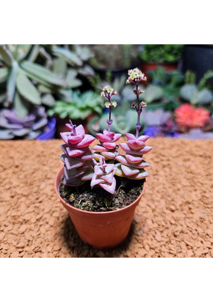 Crassula Perforata 5,5'lik Saksıda