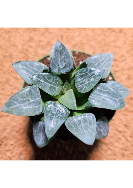 Haworthia Bayeri 8,5'lik Saksıda