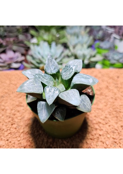 Haworthia Bayeri 8,5'lik Saksıda