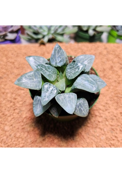 Haworthia Bayeri 8,5'lik Saksıda