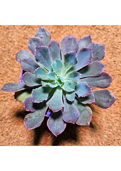 Echeveria Neon Breakers 8.5'lik Saksıda