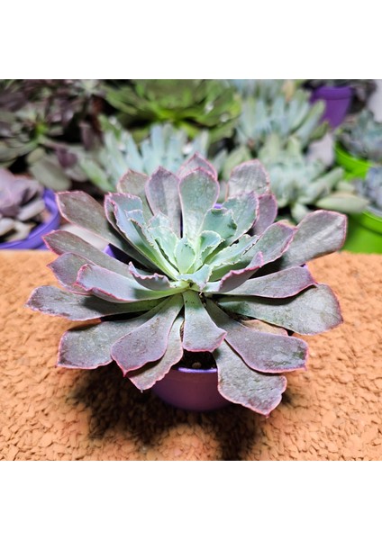 Echeveria Neon Breakers 8.5'lik Saksıda fiyatları
