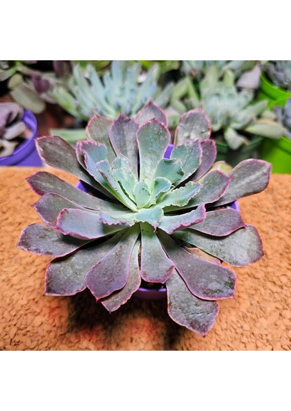 Echeveria Neon Breakers 8.5'lik Saksıda modelleri