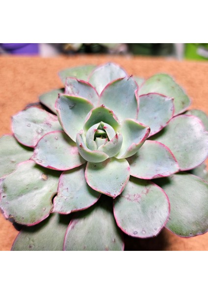 Echeveria Hera 9'luk Saksıda