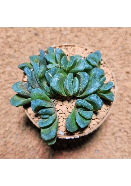 Haworthia Kegani 8'lik Saksıda