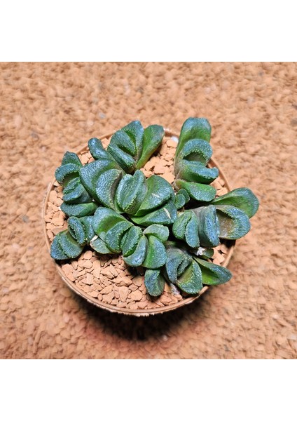Haworthia Kegani 8'lik Saksıda