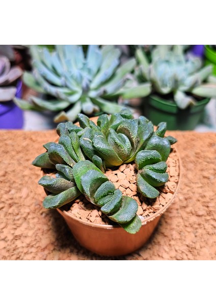 Haworthia Kegani 8'lik Saksıda