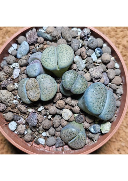 Lithops Taş Kaktüs 10.5'lik Saksıda 6 Adet