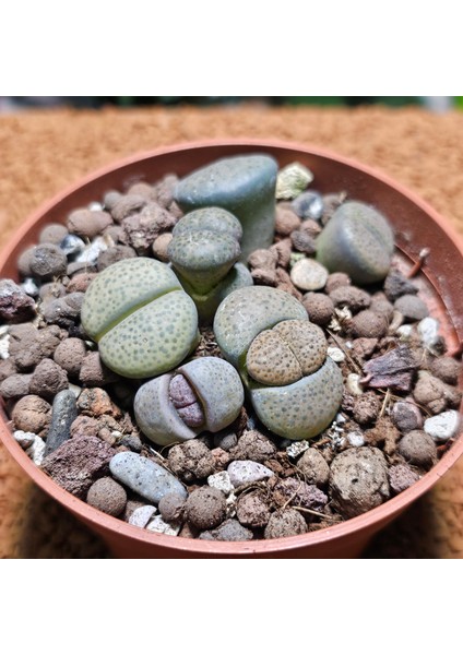 Lithops Taş Kaktüs 10.5'lik Saksıda 6 Adet