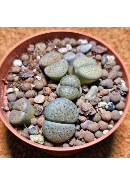 Lithops Taş Kaktüs 10.5'lik Saksıda 6 Adet