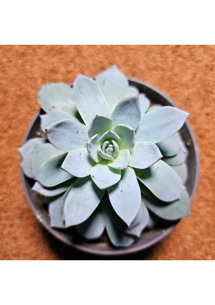 Echeveria 12'lik Saksıda