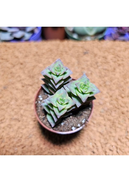 Crassula Perforata 5,5'lik Saksıda